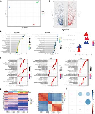 Research on the Species Difference of the Hepatotoxicity of Medicine Based on Transcriptome